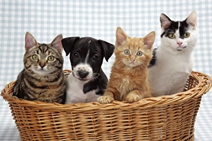 Images Dated 3rd January 2007: Three kittens and a puppy in a basket