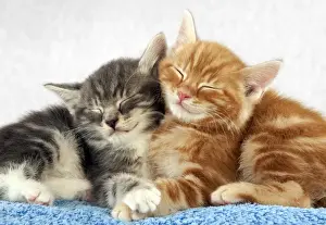 Kittens - sleeping on towels Digital Manipulation: cropped & removed colour background