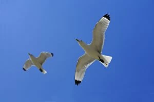 Images Dated 14th May 2006: Kittiwake-2 birds in flight against blue sky, Northumberland UK