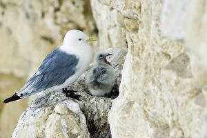 Kittiwake - adult and chick on the nest ledge - the juvenile has its bill wide open
