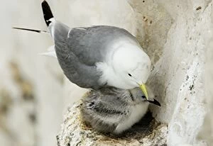 Images Dated 27th June 2009: Kittiwake - adult and chick on the nest - South Downs - East Sussex Coast - UK