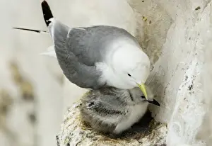 Kittiwake - adult and chick on the nest - South Downs - East Sussex Coast - UK