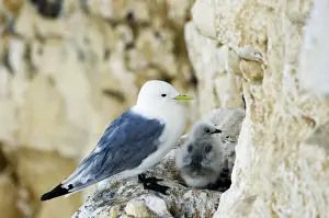 Kittiwake - adult and chick on the nest - South Downs - East Sussex Coast - UK