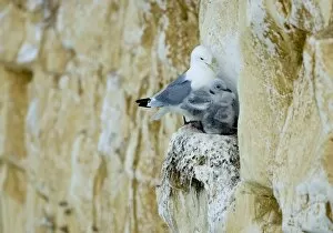 Kittiwake Gallery: Kittiwake - adult and two chicks squeezed onto a cliff face nest