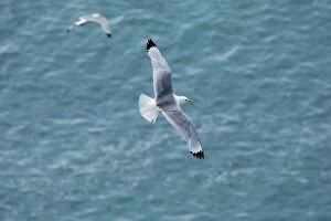 Images Dated 25th June 2009: Kittiwake - adult in flight over the ocean