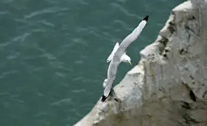 Kittiwake - adult in flight over the ocean - South Downs - East Sussex Coast - UK