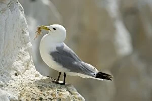 Images Dated 27th June 2009: Kittiwake - adult on a ledge with nesting material