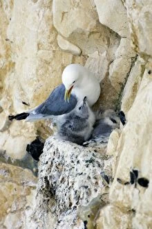 Kittiwake Gallery: Kittiwake - adult on the nest with two chicks
