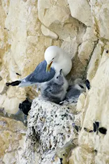 Kittiwake - adult on the nest with two chicks - South Downs - East Sussex Coast - UK