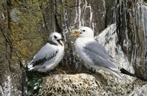 KITTIWAKE - adult with young on nest