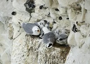 Images Dated 25th June 2009: Kittiwake - adults arguing whilst their chicks huddle together