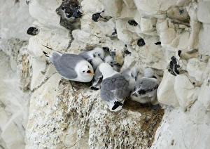 Kittiwake Gallery: Kittiwake - adults arguing whilst their chicks huddle together