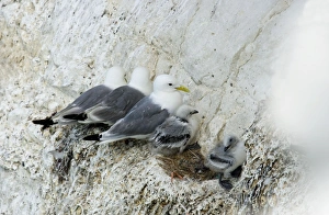 Kittiwake Gallery: Kittiwake - three adults and two chicks perched in a row on a rock ledge