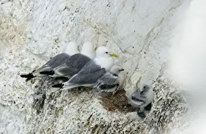 Kittiwake - three adults and two chicks perched in a row on a rock ledge - South Downs - East Sussex Coast - UK