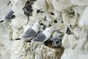Kittiwake - adults and chicks on a rock ledge - South Downs - East Sussex Coast - UK