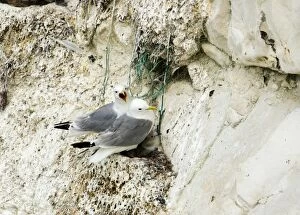 Kittiwake Gallery: Kittiwake - two adults on the nest with fishing net being used for nesting material