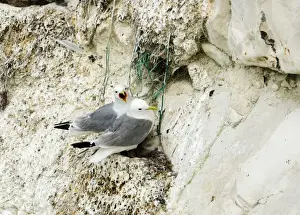 Nest Material Prints: Kittiwake - two adults on the nest with fishing net being used for nesting material - South Downs - East Sussex Coast