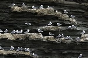 Kittiwake - birds in nesting colony on coastal cliff