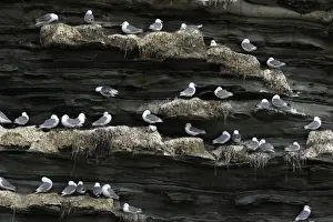 Kittiwake-birds in nesting colony on coastal cliff, Northumberland UK