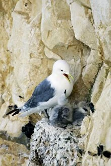 Kittiwake - chick begging for food from an adult on the nest