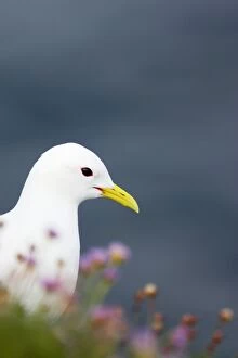 Images Dated 30th July 2006: Kittiwake - On cliff edge with thrift