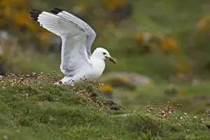Shetland Island Prints: Kittiwake - Collecting nesting material Fowlsheugh RSPB Reserve, Grampian, UK BI010039