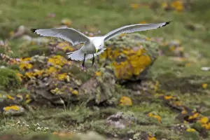 Shetland Island Prints: Kittiwake - Coming in to land Fowlsheugh RSPB Reserve, Grampian, UK BI010064