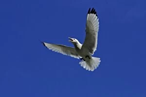 Kittiwake - in courtship flight, against blue sky