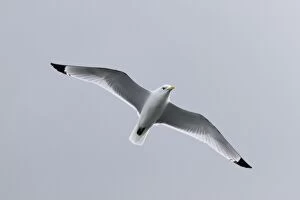 Images Dated 12th May 2011: Kittiwake in flight
