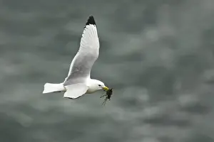 Shetland Island Prints: Kittiwake - In flight with nesting material Fowlsheugh RSPB Reserve, Grampian, UK BI010054
