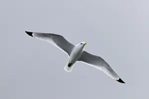 Kittiwake in flight - Scotland - UK