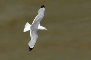 Kittiwake Gallery: Kittiwake - in flight seen from above flying over tidal waters