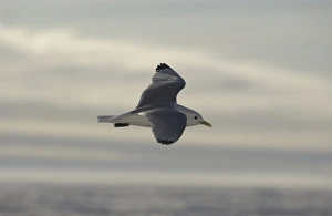 Images Dated 25th July 2003: Kittiwake In flight Spitzbergen