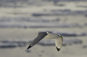 Images Dated 25th July 2003: Kittiwake In flight Spitzbergen