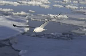 Images Dated 25th July 2003: Kittiwake In flight Spitzbergen