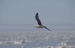 Images Dated 25th July 2003: Kittiwake In flight Spitzbergen