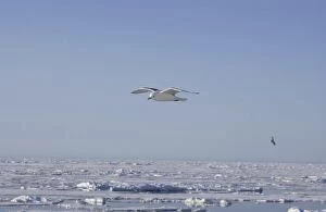 Images Dated 25th July 2003: Kittiwake In flight Spitzbergen