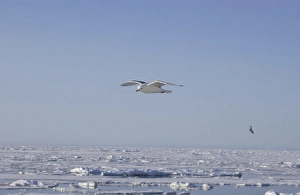 Images Dated 25th July 2003: Kittiwake In flight Spitzbergen