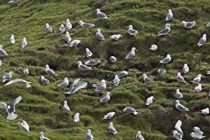 Kittiwake - flock collecting nesting material