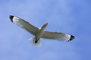 Kittiwake-in flight, Northumberland UK
