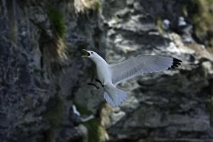 Kittiwake - landing on coastal cliff breeding colony, calling