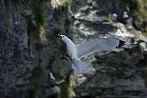 Kittiwake - landing on coastal cliff breeding colony, calling Kittiwake - landing on coastal cliff breeding colony, calling