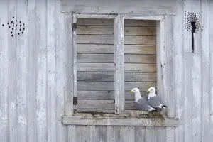 Kittiwake - Nesting on Building Larus tridactyla Vardo, Norway BI013719