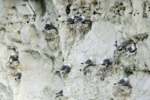 Kittiwake Gallery: Kittiwake - nesting on the chalk cliffs