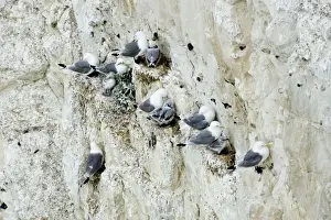 Kittiwake - nesting on the chalk cliffs - South Downs - East Sussex Coast - UK