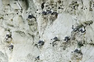 Kittiwake - nesting on the chalk cliffs - South Downs - East Sussex Coast - UK