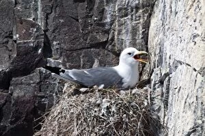 Images Dated 20th May 2010: Kittiwake - Nesting on cliff