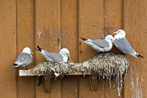 Kittiwake - Nesting on edge of old fishing huts in the harbour - April - Vardo - Varanger Fjord - Norway