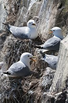 Images Dated 20th May 2010: Kittiwake - Nesting group on cliff