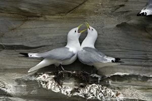 Kittiwake - pair courtship displaying at coastal cliff breeding colony